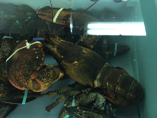 2015_0715_Lobster1