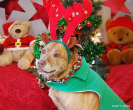 Cinnie's Facebook page, "Cinnie 5 years being overlooked," has featured themed photos of her in an effort to get her adopted. Courtesy photo.